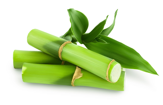 Jorgan Bamboo II